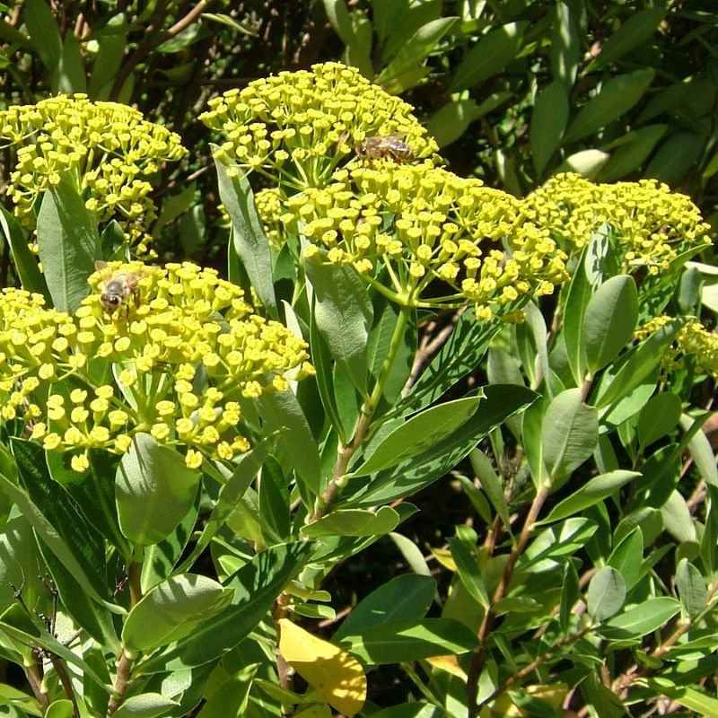 Bupleurum fruticosum BIO