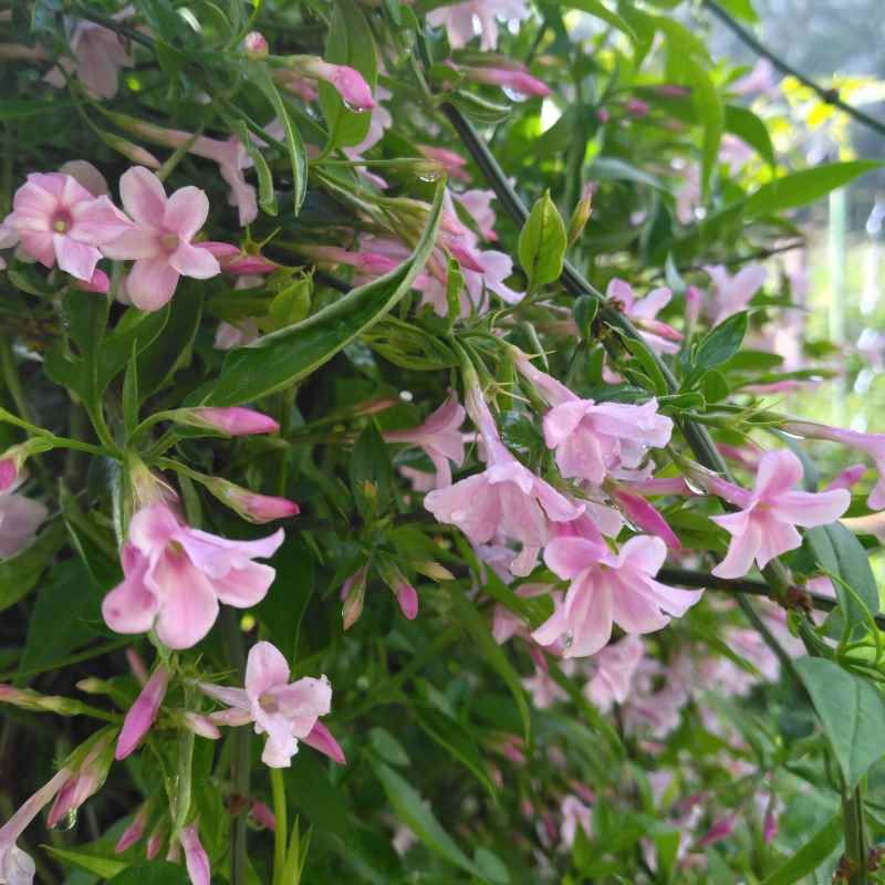 Jasminum x stephanense BIO