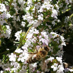 Thymus fragrantissimus BIO