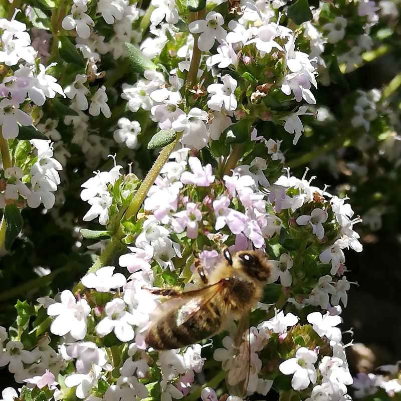Thymus fragrantissimus BIO