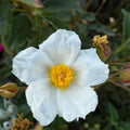 Cistus laurifolius BIO