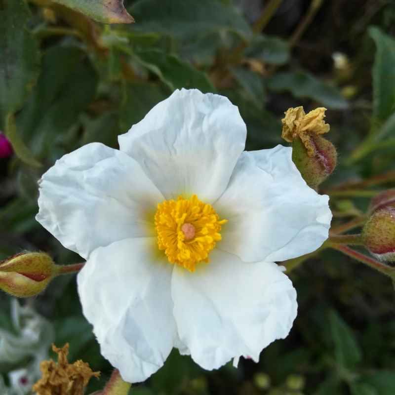 Cistus laurifolius BIO