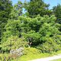 Tetradium daniellii BIO - Arbre à miel