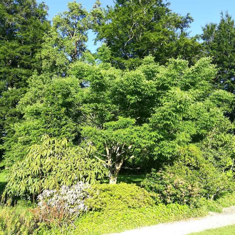 Tetradium daniellii BIO - Arbre à miel