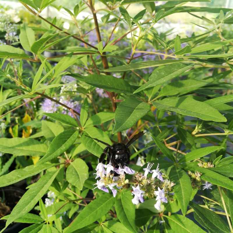 Vitex agnus-castus BIO