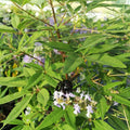 Vitex agnus-castus BIO