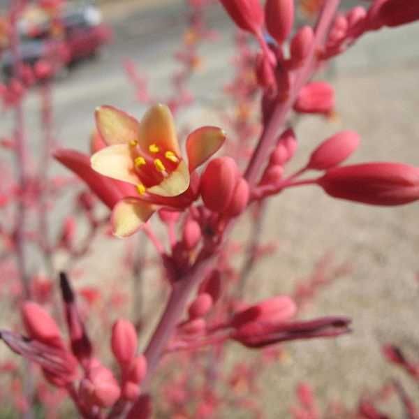 Hesperaloe parviflora BIO