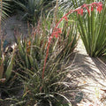 Hesperaloe parviflora BIO