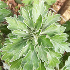 Ajania pacifica BIO