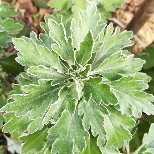 Ajania pacifica BIO