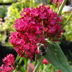 Centranthus ruber 'coccineus' BIO