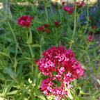 Centranthus ruber 'coccineus' BIO
