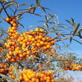 Argousier femelle 'Rockorange' BIO