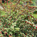 Prunus tomentosa - Ragouminier BIO