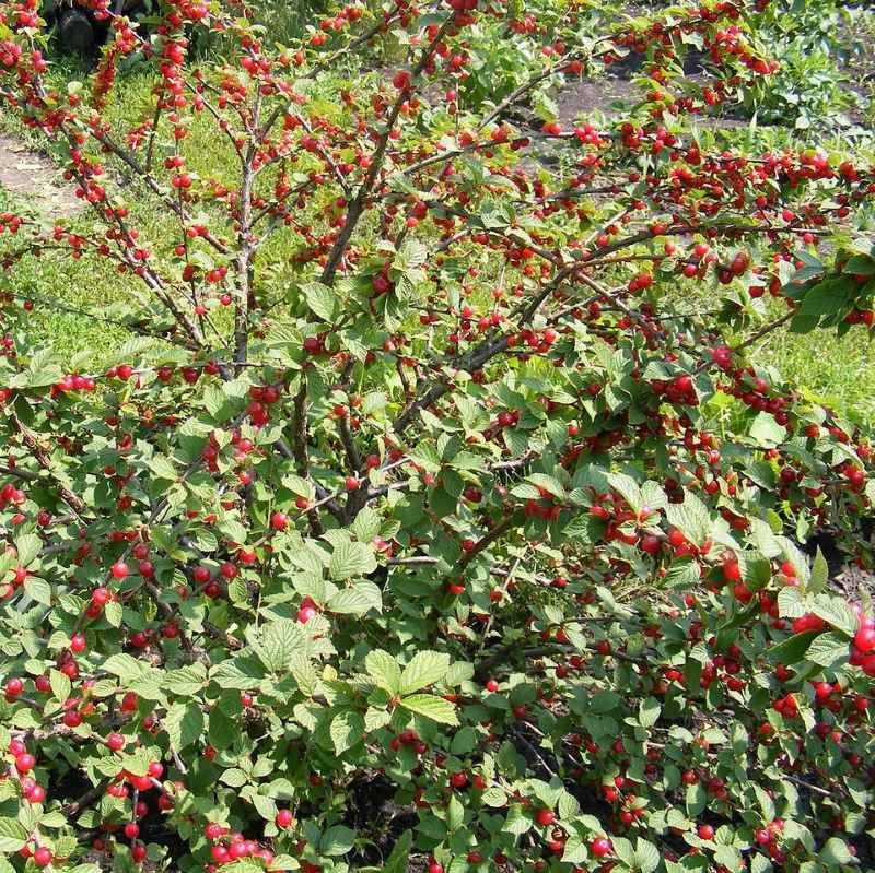 Prunus tomentosa - Ragouminier BIO