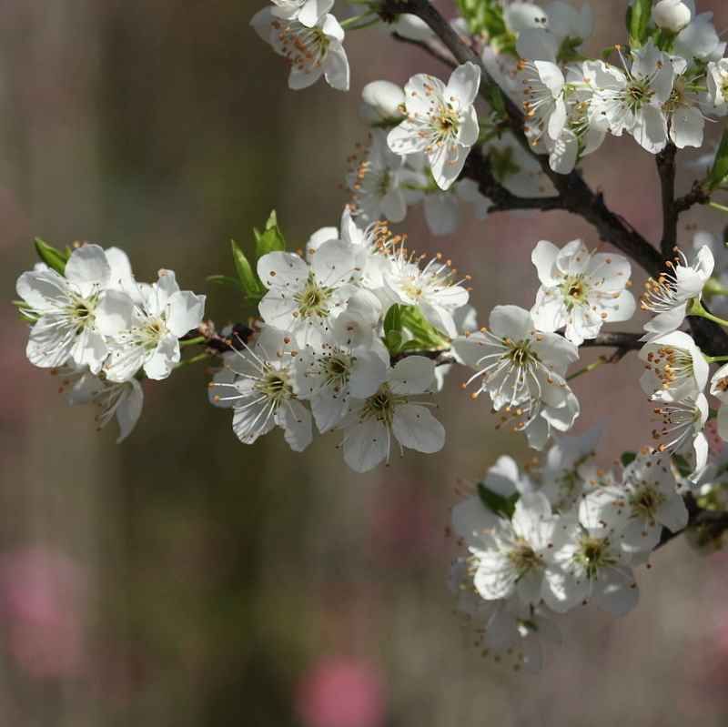 Prunus tomentosa - Ragouminier BIO