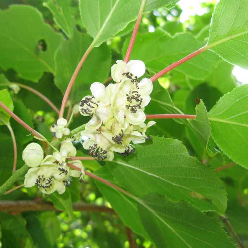 Kiwaï 'mâle' BIO