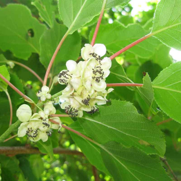 Kiwaï 'mâle' BIO