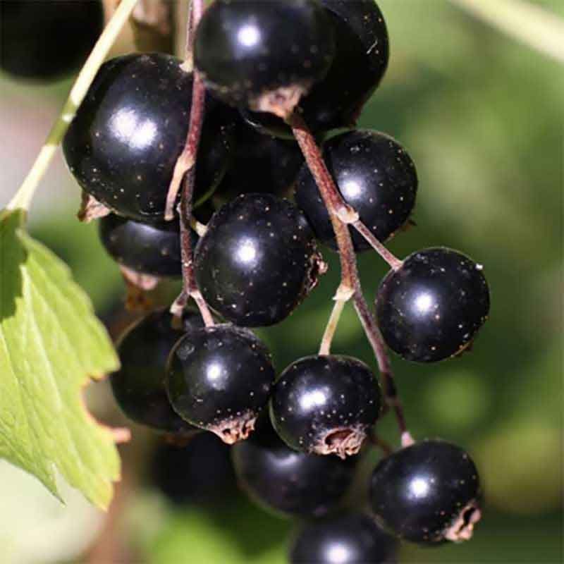 Cassis 'Andega' BIO