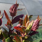 Lonicera japonica var. chinensis BIO