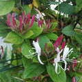Lonicera japonica var. chinensis BIO