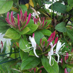 Lonicera japonica var. chinensis BIO