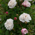 Rosa 'Felicité et Perpetue' BIO