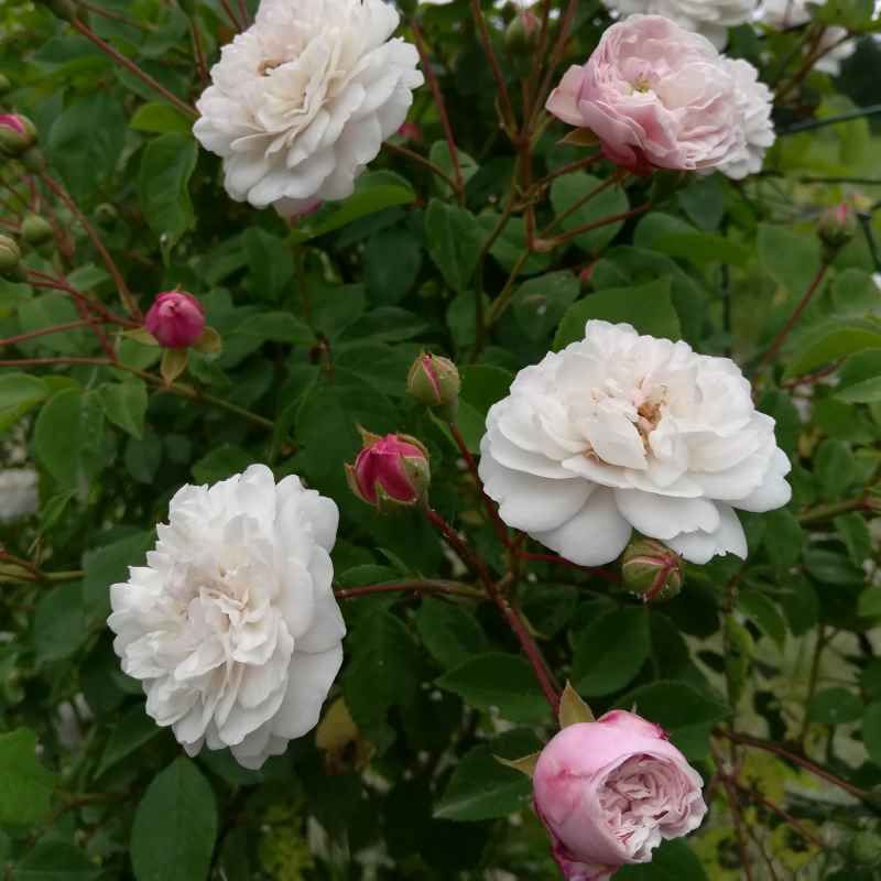 Rosa 'Felicité et Perpetue' BIO