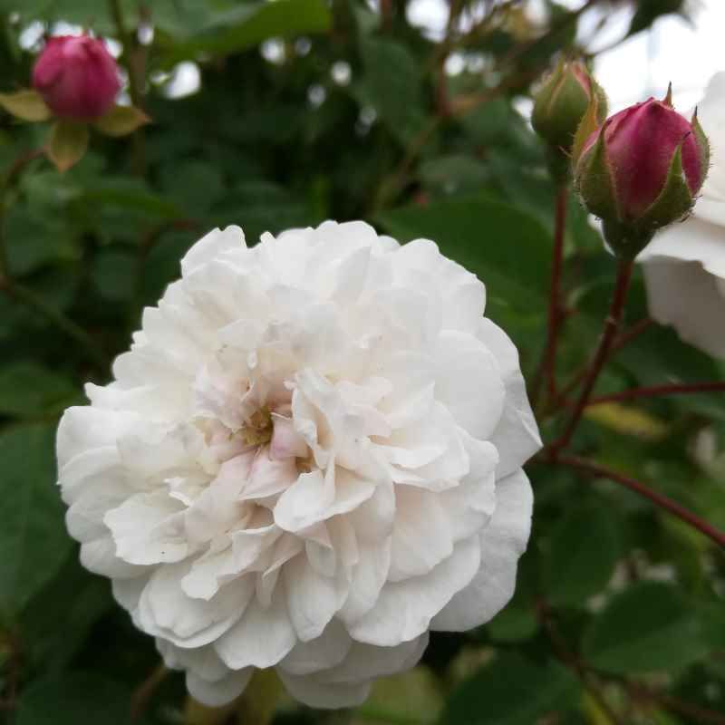 Rosa 'Felicité et Perpetue' BIO