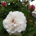 Rosa 'Felicité et Perpetue' BIO