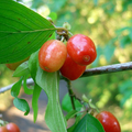 Cornouiller mâle ~ Cornus mas BIO