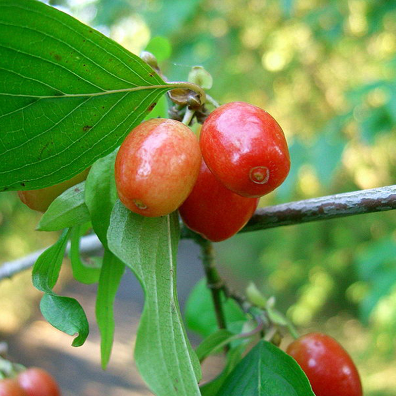 Cornouiller mâle ~ Cornus mas BIO
