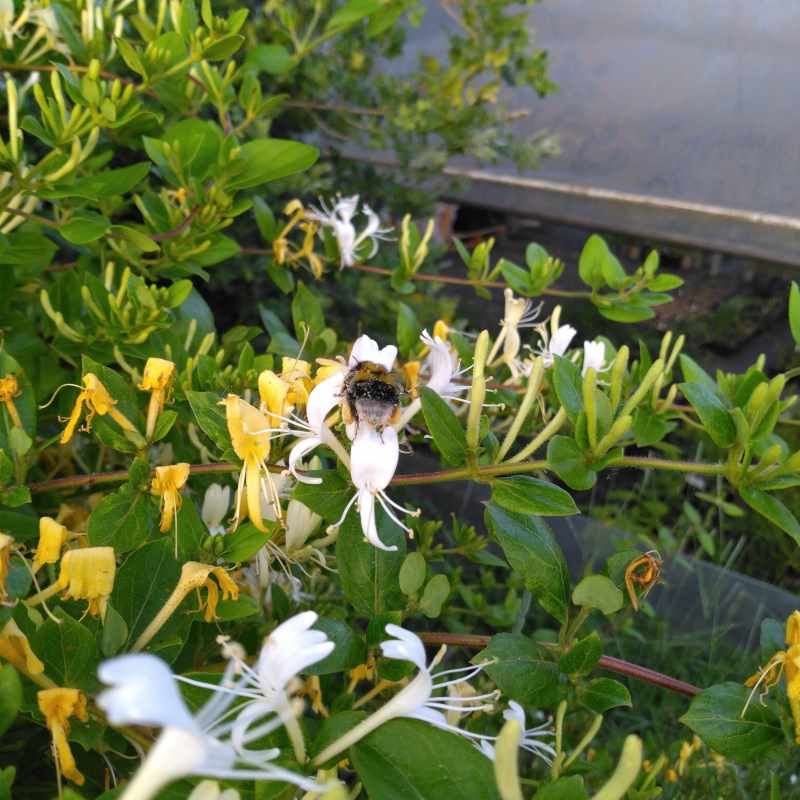Lonicera japonica 'Halliana' BIO