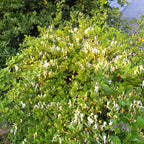 Lonicera japonica 'Halliana' BIO