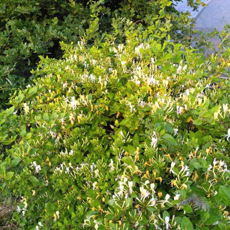 Lonicera japonica 'Halliana' BIO