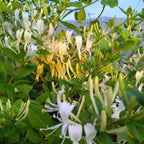 Lonicera japonica 'Halliana' BIO