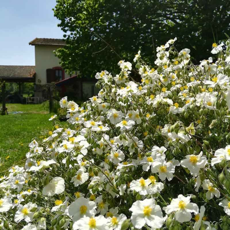 Helianthemum apenninum BIO