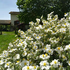 Helianthemum apenninum BIO