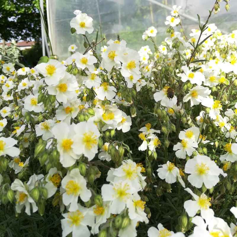 Helianthemum apenninum BIO