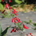 Penstemon barbatus 'Coccineus' BIO
