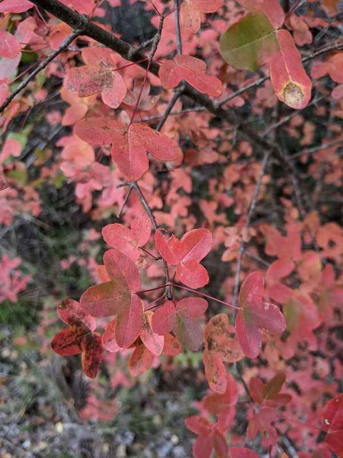 Acer Monspessulanum BIO