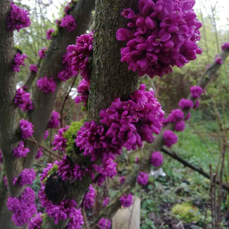 Cercis chinensis BIO