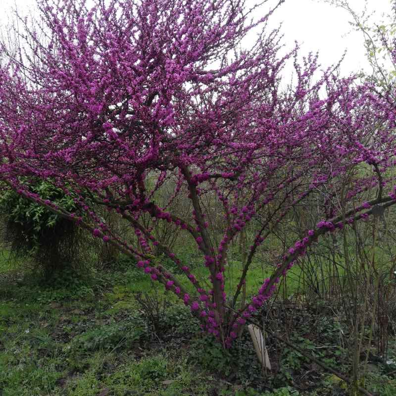 Cercis chinensis BIO