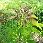 Vitex negundo BIO
