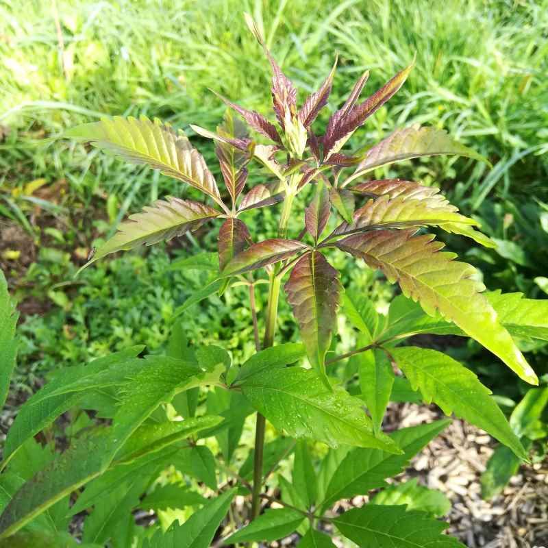 Vitex negundo BIO