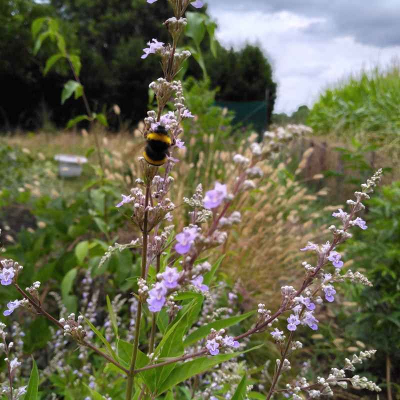 Vitex negundo BIO