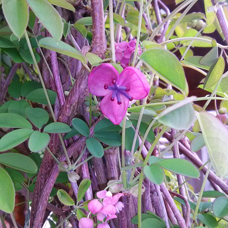 Akebia quinata BIO