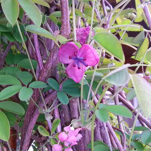 Akebia quinata BIO