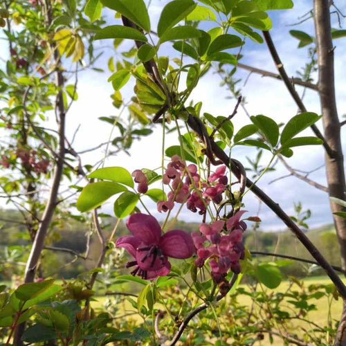 Akebia quinata BIO