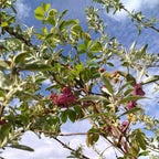 Akebia quinata BIO